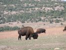 Filename=buffalo_2.jpeg
Filesize=87KiB
Dimensions=768x576
Date added=Jul 27, 2006 buffalo_2.jpeg