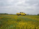 Filename=Tweedy_Flowers.JPG
Filesize=492KiB
Dimensions=2304x1728
Date added=Jul 26, 2007 Tweedy_Flowers.JPG